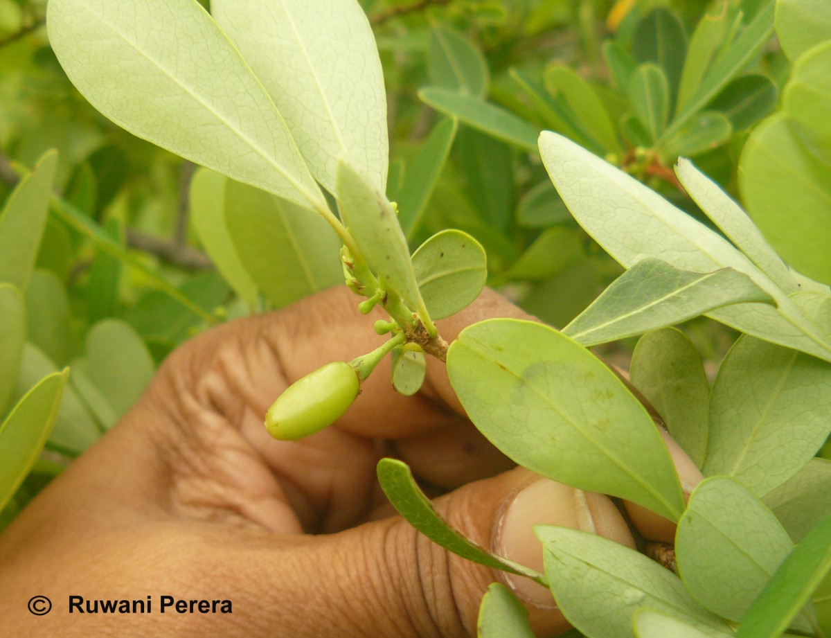 Erythroxylum monogynum Roxb.